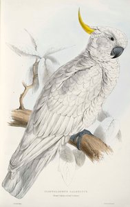 Sulphur-Crested Cockatoo